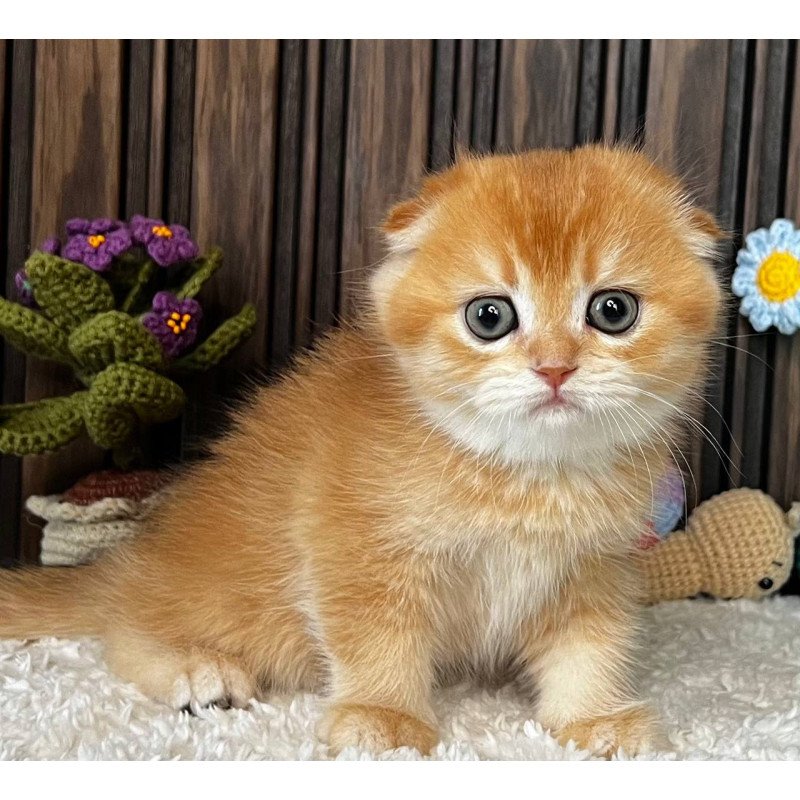 Scottish Nala