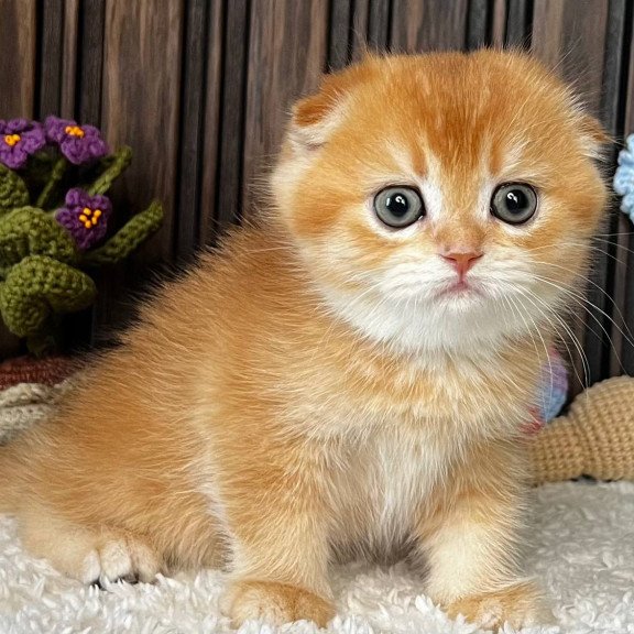 Scottish Nala