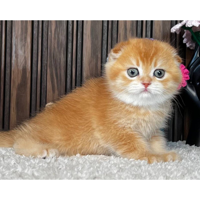 Scottish Nala
