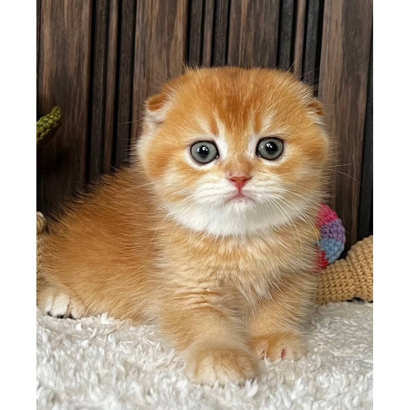Scottish Nala