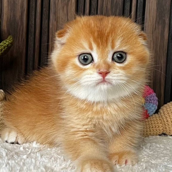 Scottish Nala