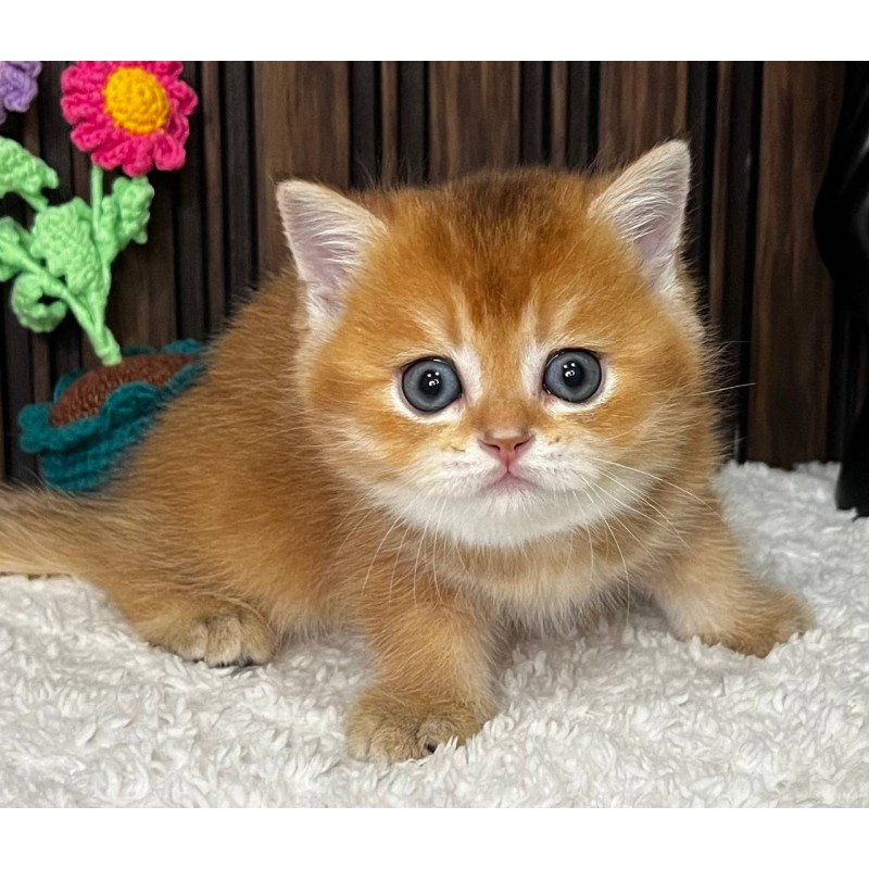 Scottish Neptune
