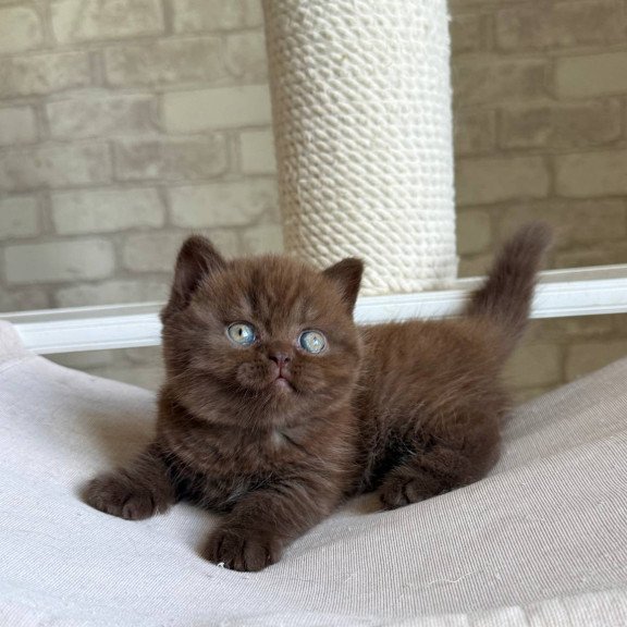 British Bruno1