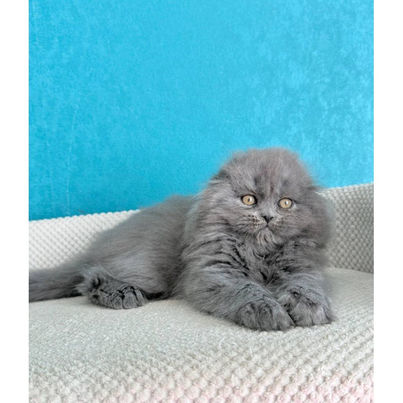 Scottish Kasper