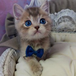 British Toffee