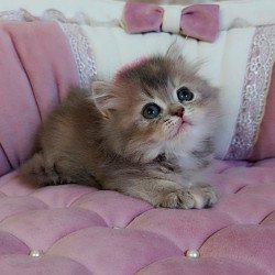 British Tina1