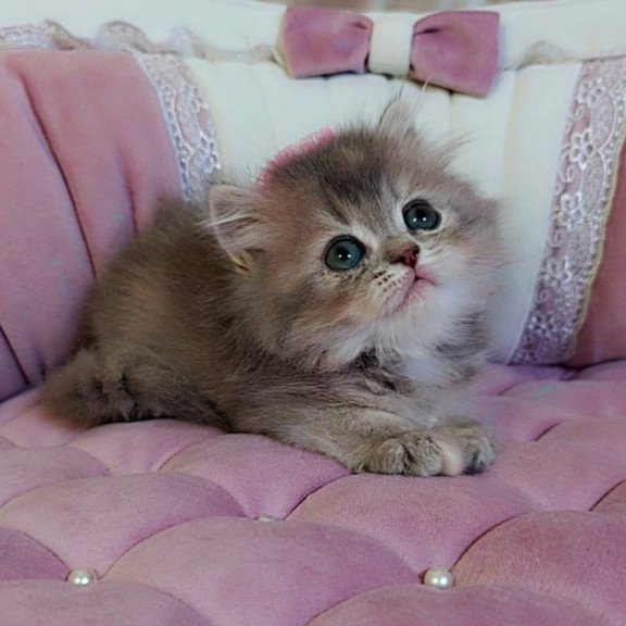 British Tina1