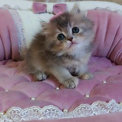 British Tina1