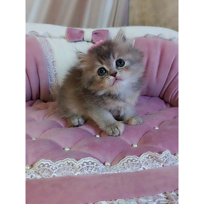 British Tina1