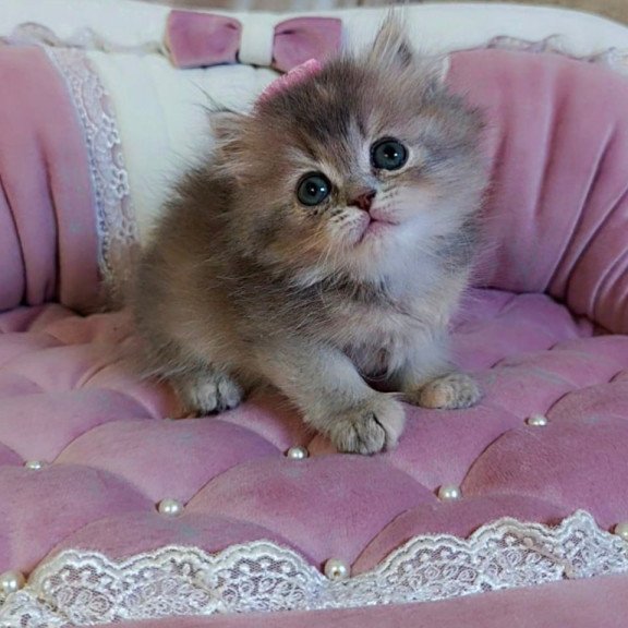 British Tina1