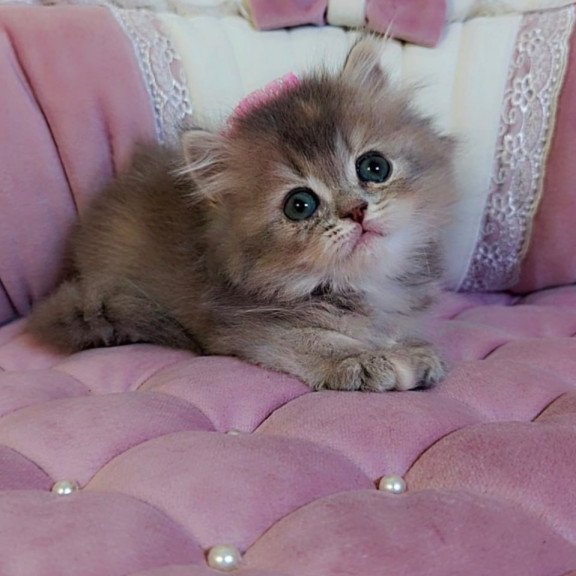 British Tina1