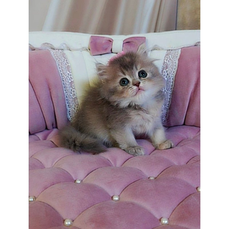 British Tina1