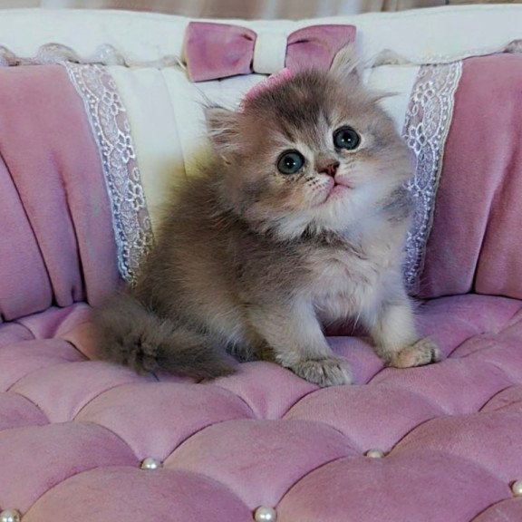 British Tina1
