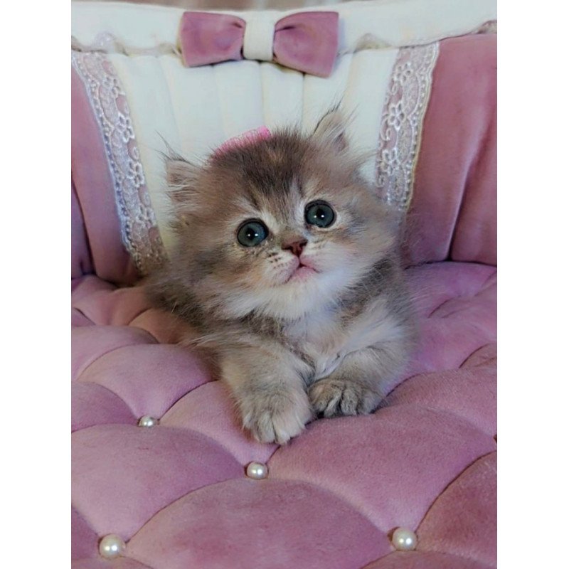 British Tina1