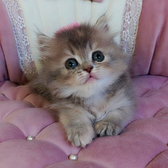 British Tina1