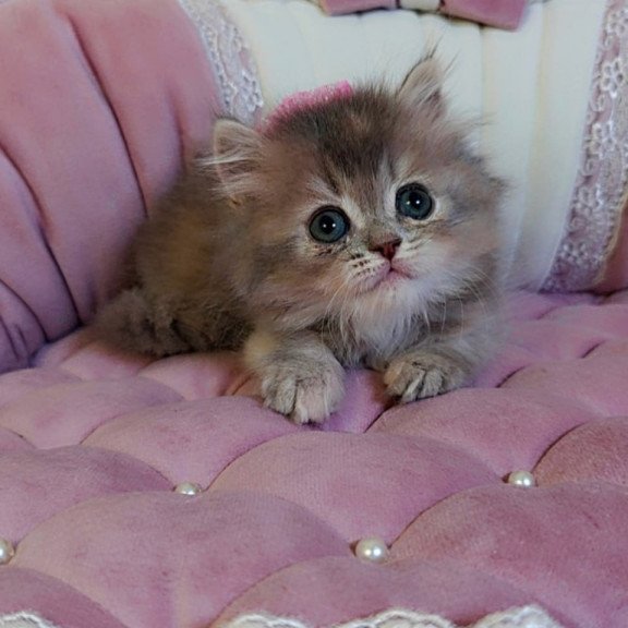 British Tina1