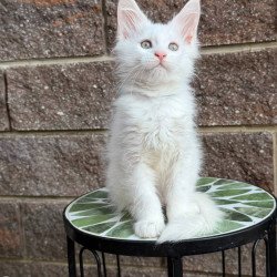 Maine Coon Ziggy