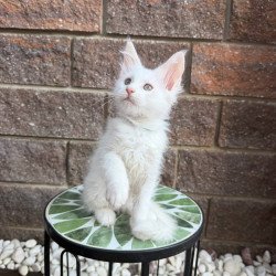 Maine Coon Ziggy