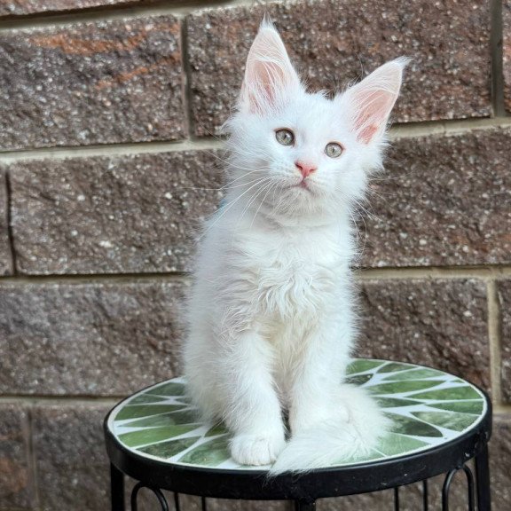 Maine Coon Ziggy