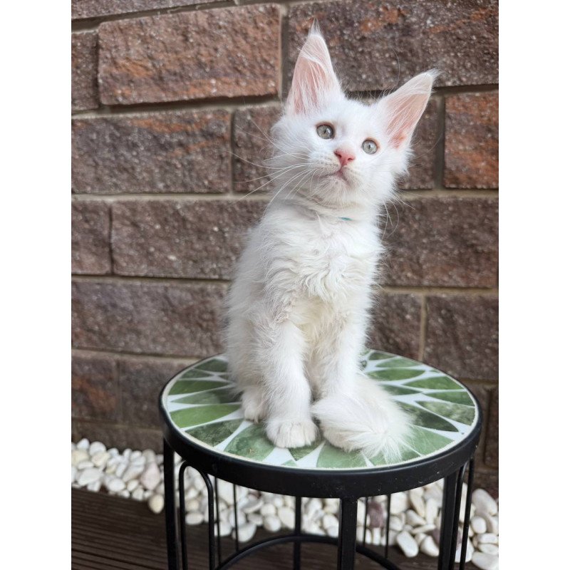 Maine Coon Ziggy