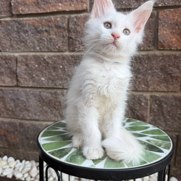 Maine Coon Ziggy