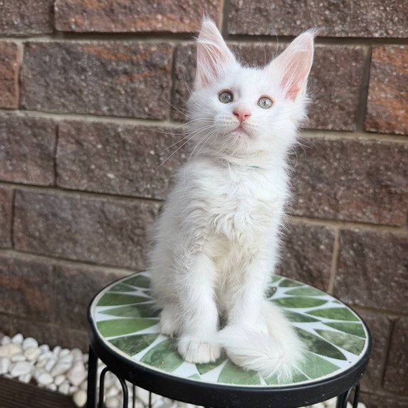 Maine Coon Ziggy