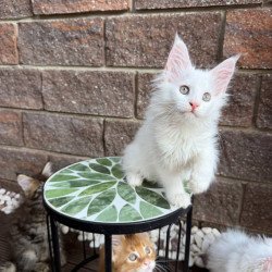 Maine Coon Zoe
