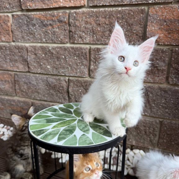 Maine Coon Zoe