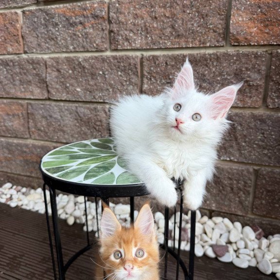 Maine Coon Zoe