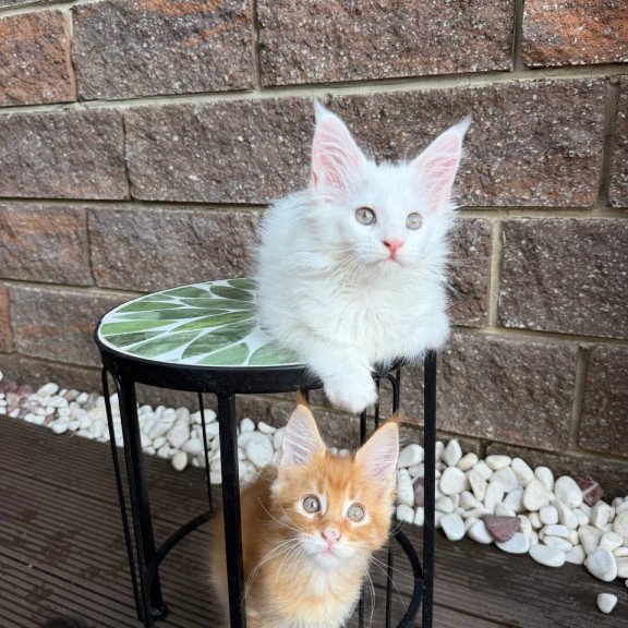 Maine Coon Zoe