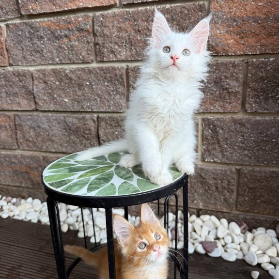Maine Coon Zoe
