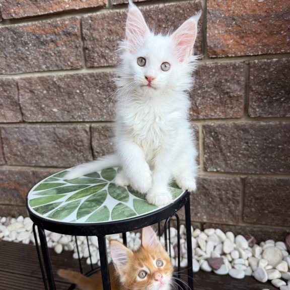 Maine Coon Zoe