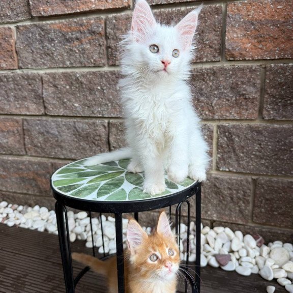 Maine Coon Zoe