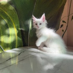 Maine Coon Zefir