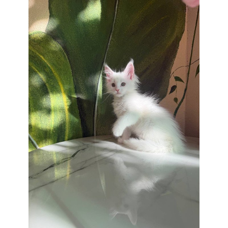 Maine Coon Zefir