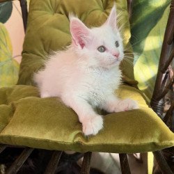 Maine Coon Zefir