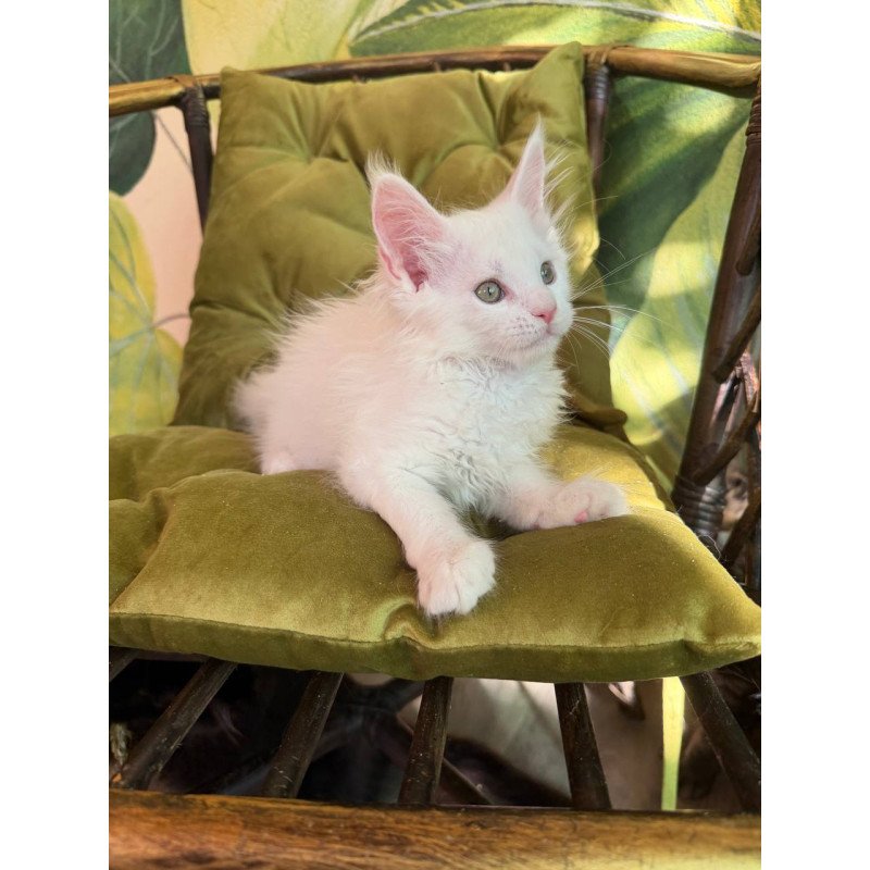 Maine Coon Zefir