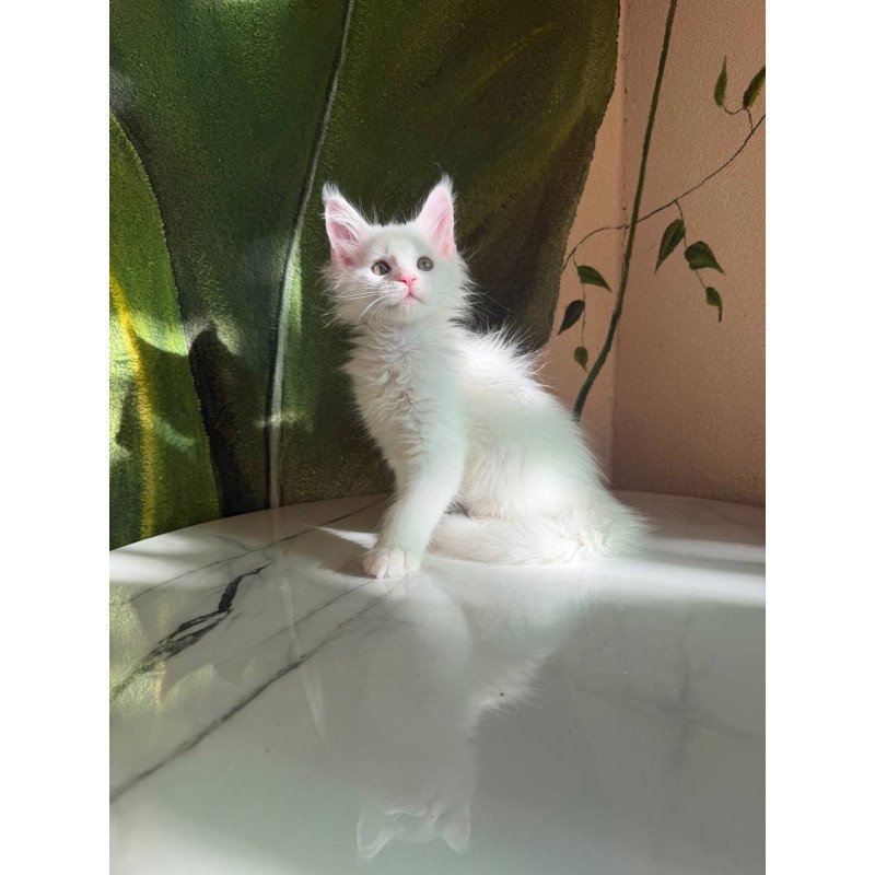 Maine Coon Zefir