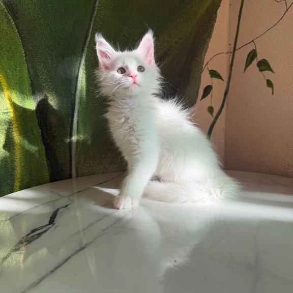 Maine Coon Zefir
