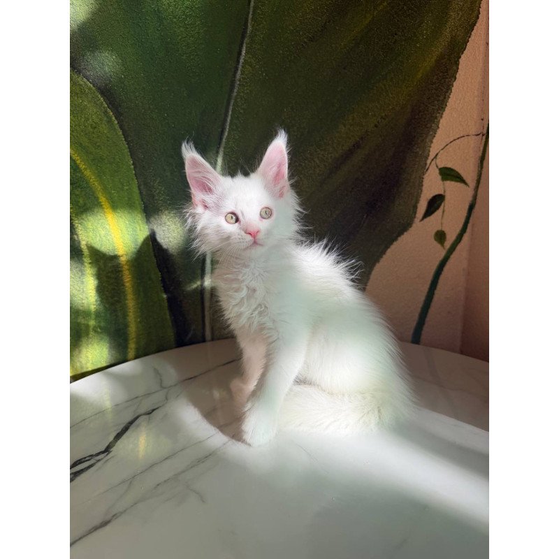 Maine Coon Zefir