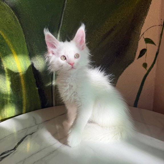 Maine Coon Zefir
