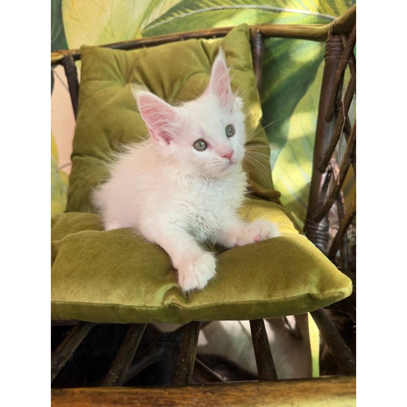 Maine Coon Zefir