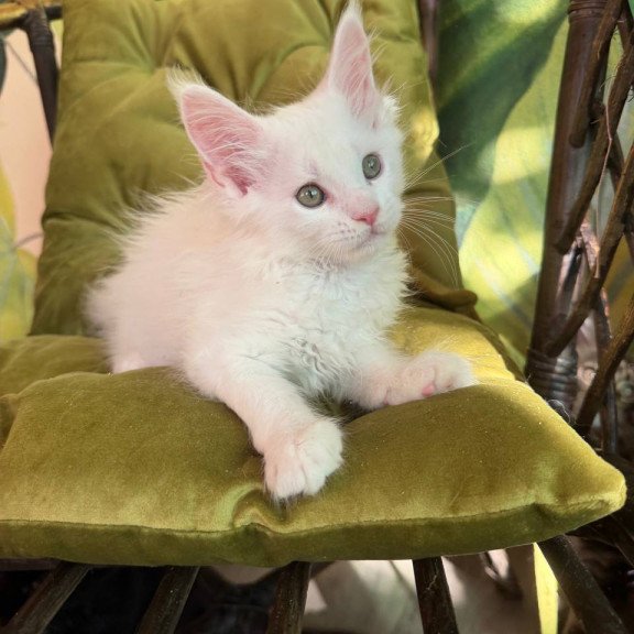 Maine Coon Zefir