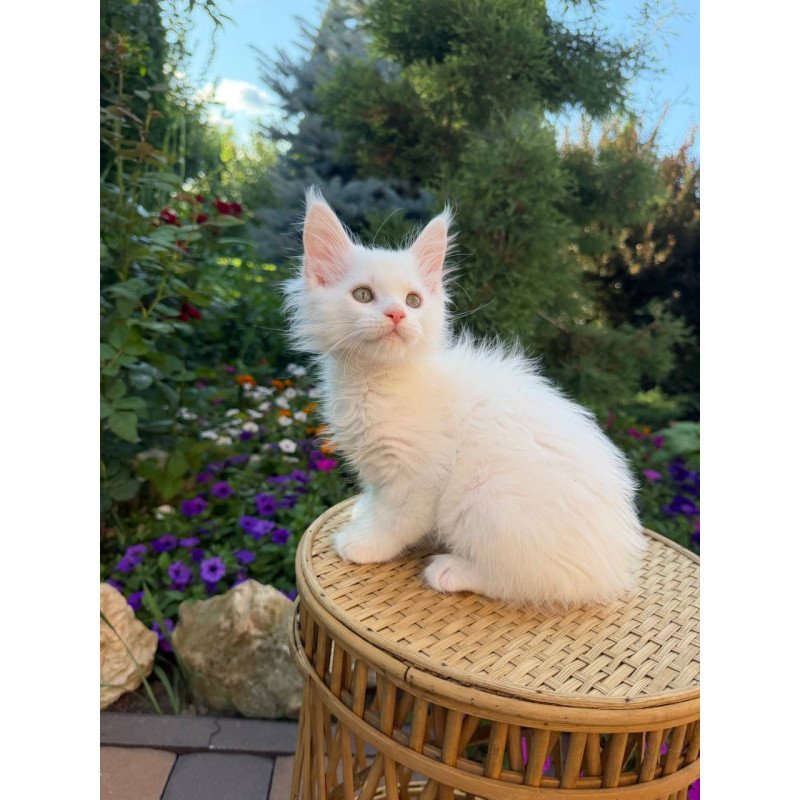 Maine Coon Zefir