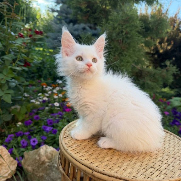 Maine Coon Zefir