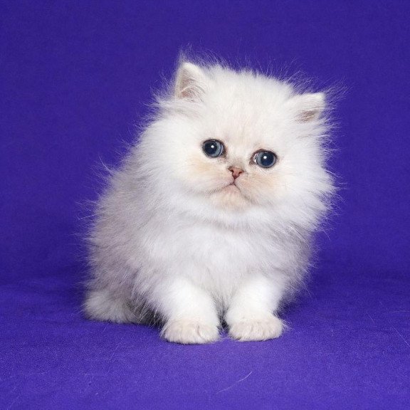 Persian Jake