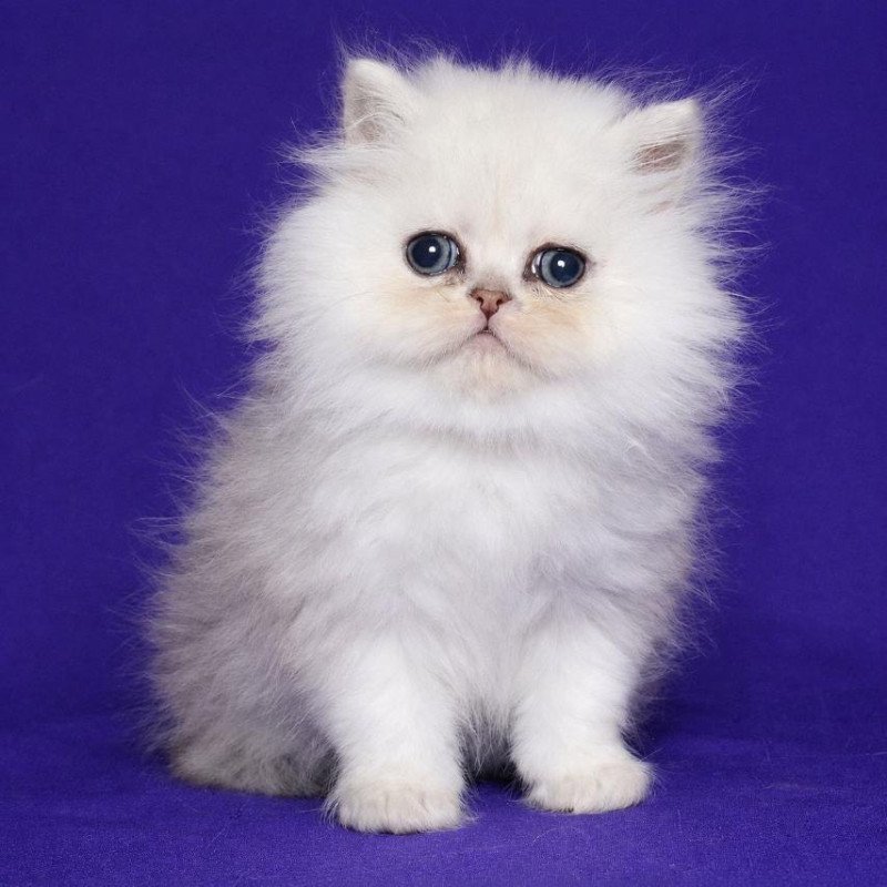 Persian Jake