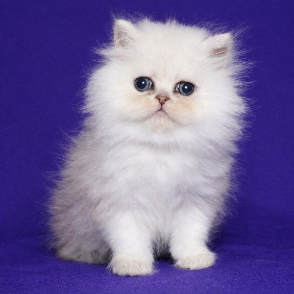 Persian Jake