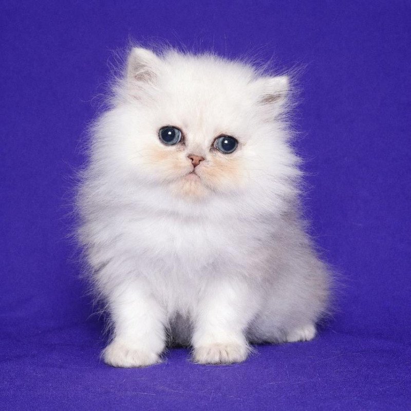 Persian Jake