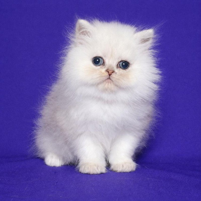 Persian Jake
